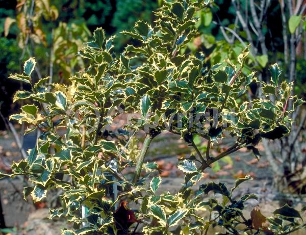 White blooms; Green blooms; Evergreen; Broadleaf