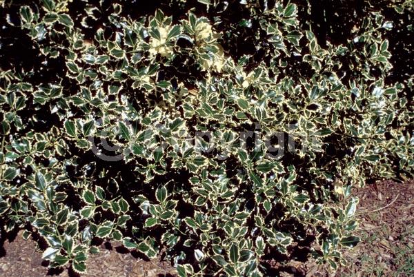 White blooms; Green blooms; Evergreen; Broadleaf