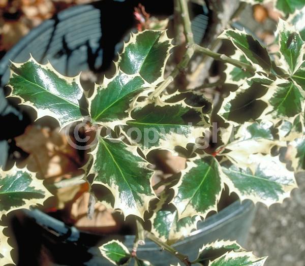 White blooms; Green blooms; Evergreen; Broadleaf