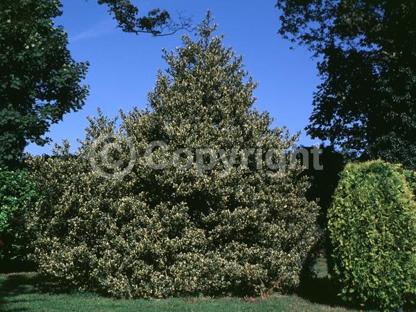 White blooms; Green blooms; Evergreen; Broadleaf