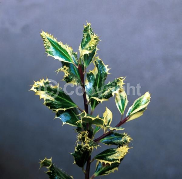 White blooms; Green blooms; Evergreen; Broadleaf