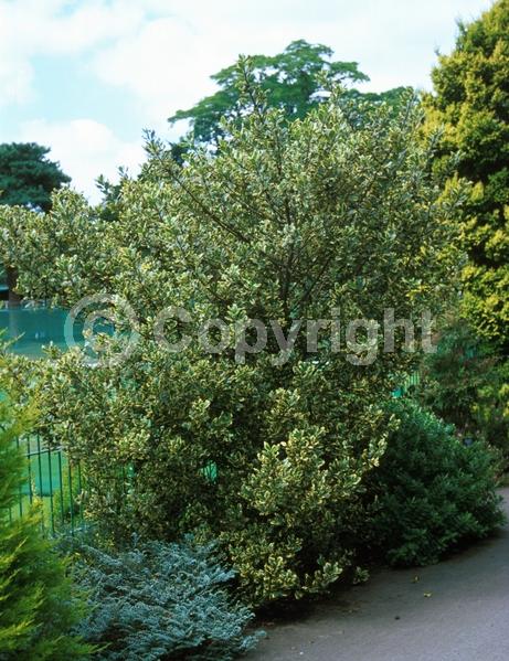 White blooms; Green blooms; Evergreen; Broadleaf