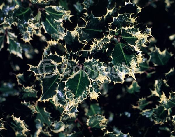 White blooms; Green blooms; Evergreen; Broadleaf