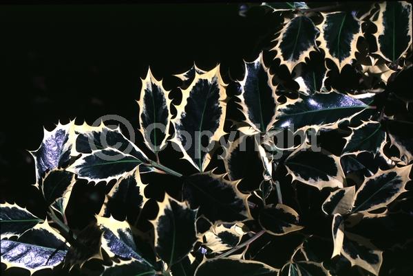 White blooms; Green blooms; Evergreen; Broadleaf