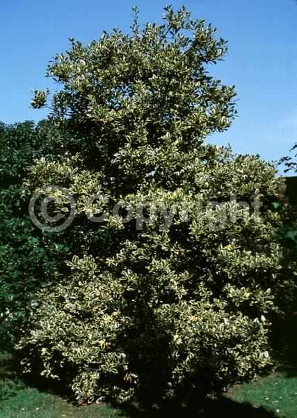 White blooms; Green blooms; Evergreen; Broadleaf