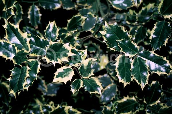 White blooms; Green blooms; Evergreen; Broadleaf