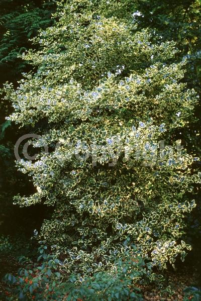 White blooms; Green blooms; Evergreen; Broadleaf