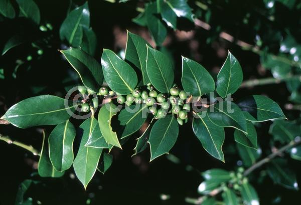 White blooms; Green blooms; Evergreen; Broadleaf