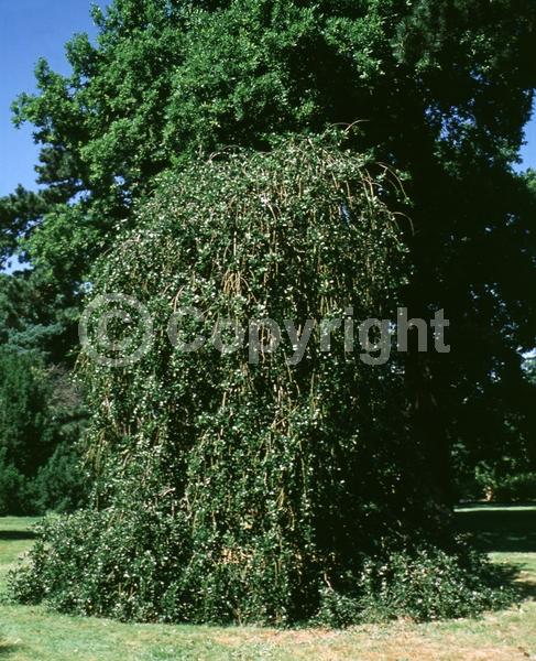 White blooms; Green blooms; Evergreen; Broadleaf