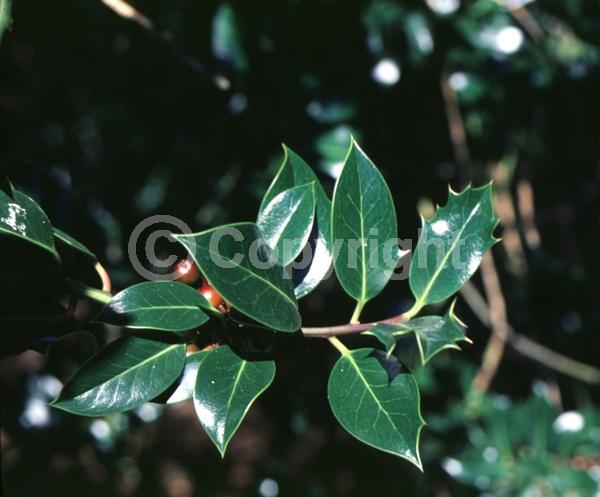 White blooms; Green blooms; Evergreen; Broadleaf