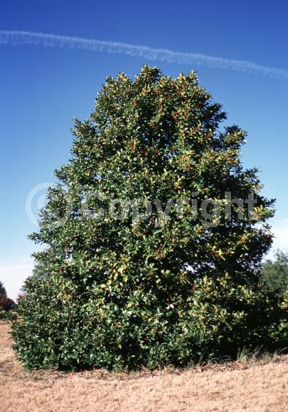 White blooms; Evergreen