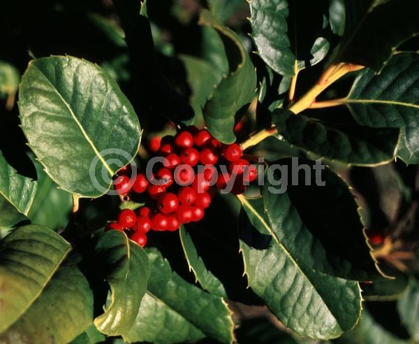 White blooms; Evergreen