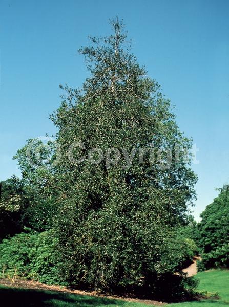 White blooms; Green blooms; Evergreen; Broadleaf