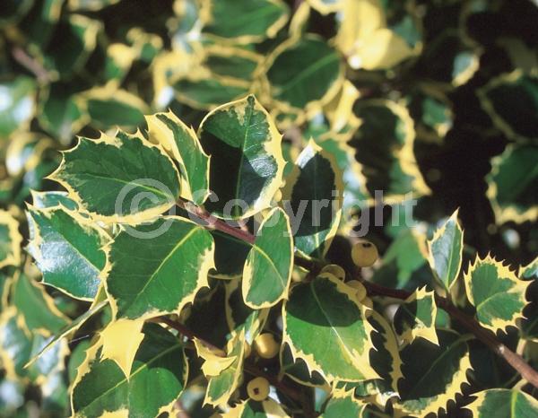 White blooms; Green blooms; Evergreen; Broadleaf