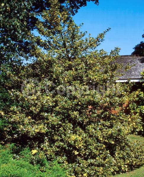 White blooms; Green blooms; Evergreen; Broadleaf