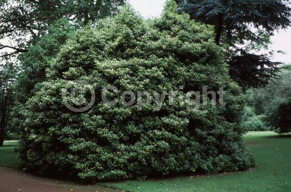 White blooms; Green blooms; Evergreen; Broadleaf