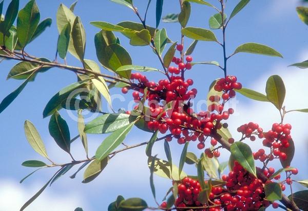 White blooms; Evergreen; North American Native
