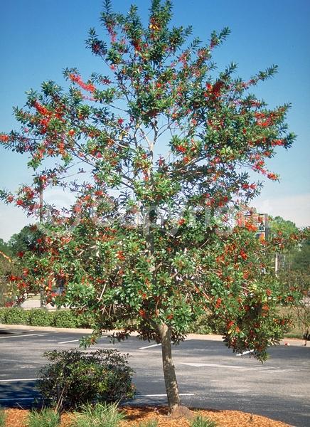 White blooms; Evergreen; North American Native
