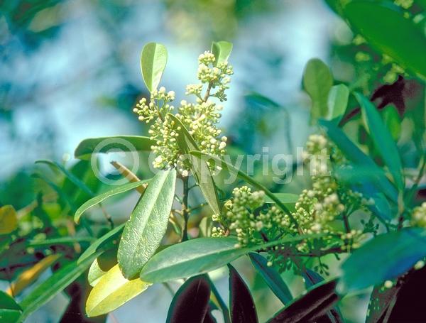 White blooms; Evergreen; North American Native