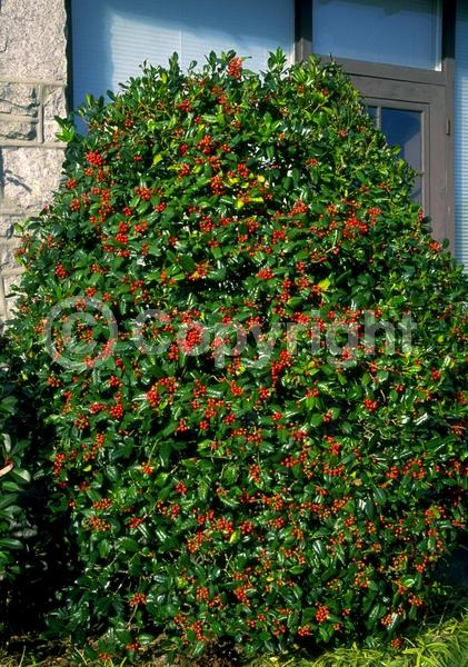 White blooms; Evergreen