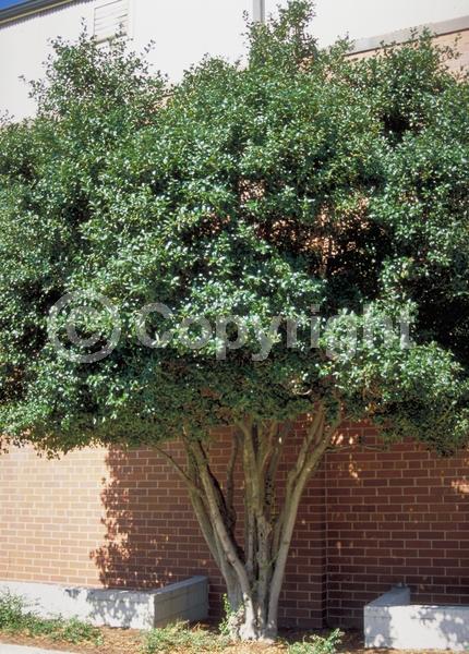 White blooms; Evergreen