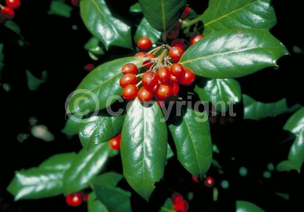 White blooms; Evergreen