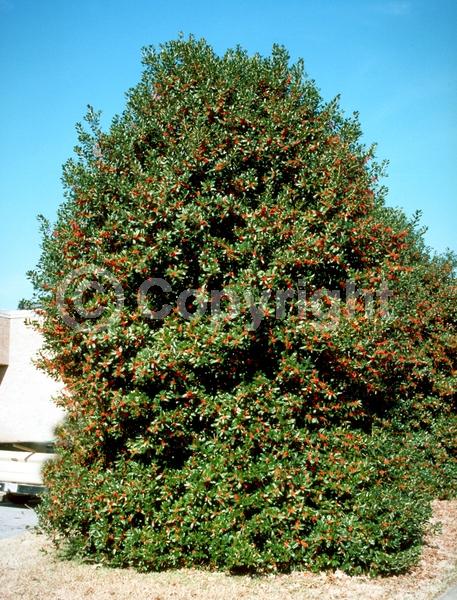 White blooms; Evergreen