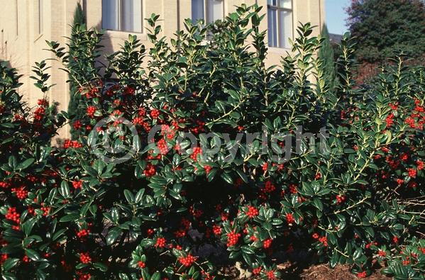 White blooms; Evergreen