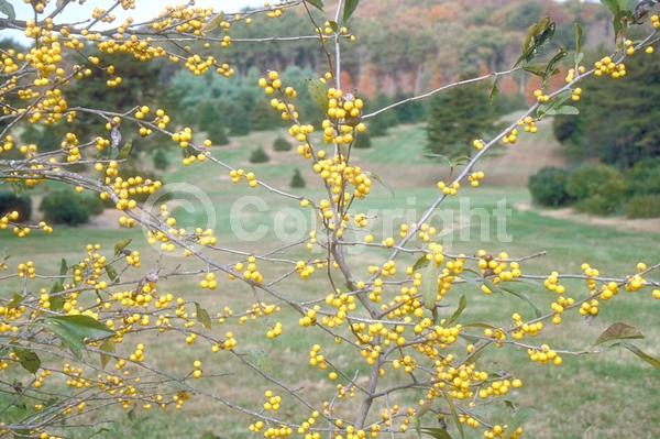 White blooms; Deciduous; Broadleaf; North American Native