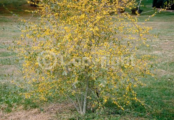 White blooms; Deciduous; Broadleaf; North American Native