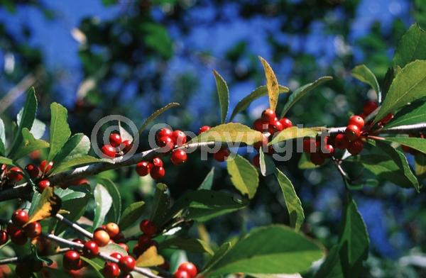 White blooms; Deciduous; North American Native