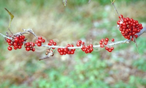 White blooms; Deciduous; Broadleaf; North American Native