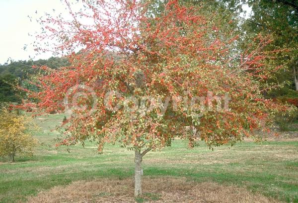 White blooms; Deciduous; Broadleaf; North American Native