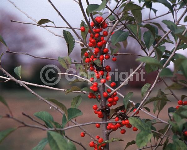White blooms; Deciduous; North American Native