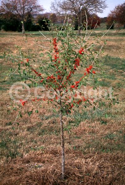 White blooms; Deciduous; North American Native