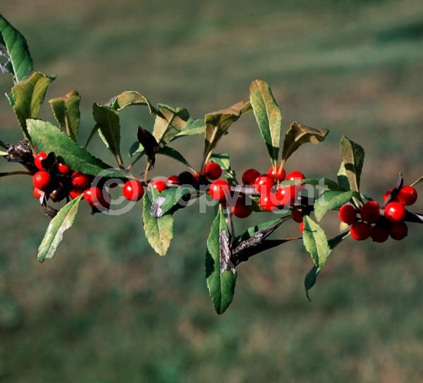 White blooms; Deciduous; North American Native