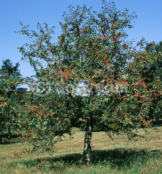 White blooms; Deciduous; North American Native