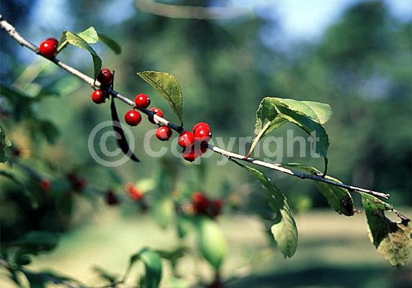 White blooms; Deciduous; North American Native