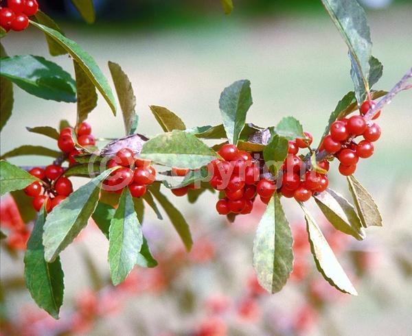 White blooms; Deciduous; Broadleaf; North American Native