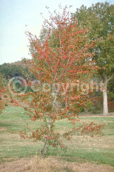 White blooms; Deciduous; Broadleaf; North American Native