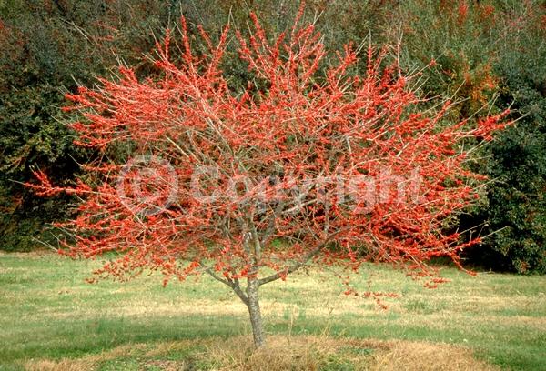 White blooms; Deciduous; North American Native