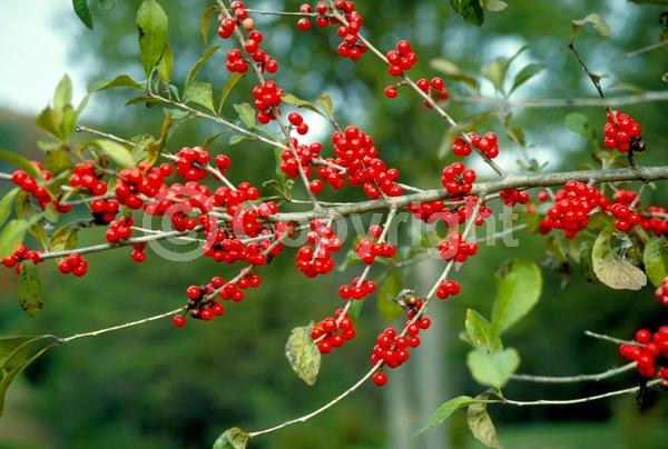 White blooms; Deciduous; North American Native