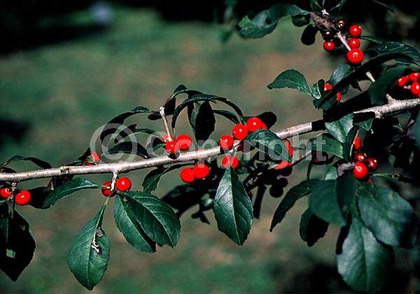 White blooms; Deciduous; Broadleaf; North American Native