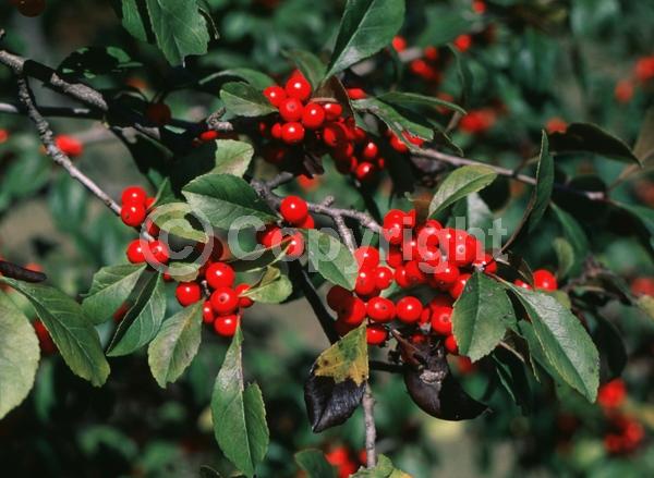 White blooms; Deciduous; Broadleaf; North American Native
