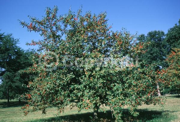 White blooms; Deciduous; Broadleaf; North American Native