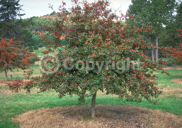 White blooms; Deciduous; Broadleaf; North American Native