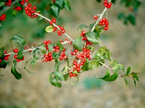 White blooms; Deciduous; Broadleaf; North American Native