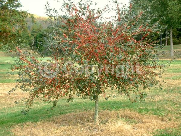 White blooms; Deciduous; Broadleaf; North American Native