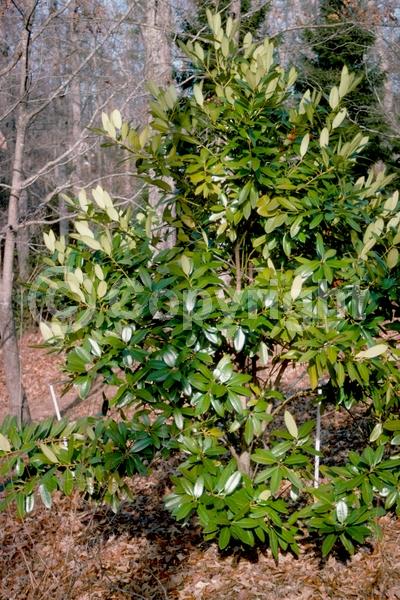 Yellow blooms; Evergreen; Broadleaf