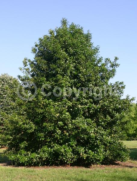 Yellow blooms; Evergreen; Broadleaf